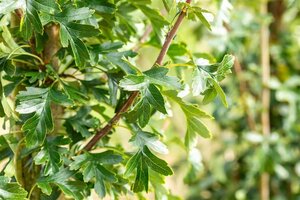 Crataegus monogyna 'Stricta' 18-20 Hoogstam draadkluit 260 cm stam dakvorm 140 Versgeleid - afbeelding 3