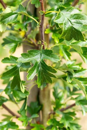 Crataegus monogyna 'Stricta' 18-20 Hoogstam draadkluit 260 cm stam dakvorm 140 Versgeleid - afbeelding 4