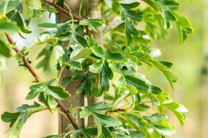 Crataegus monogyna 'Stricta' 18-20 Hoogstam draadkluit 260 cm stam dakvorm 140 Versgeleid - afbeelding 5