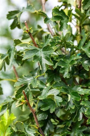 Crataegus monogyna 'Stricta' 18-20 Hoogstam draadkluit 260 cm stam dakvorm 140 Versgeleid - afbeelding 6