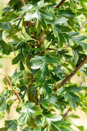 Crataegus monogyna 'Stricta' 18-20 Hoogstam draadkluit 260 cm stam dakvorm 140 Versgeleid - afbeelding 7