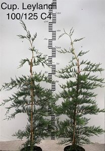 Cupressocyparis leylandii 100-125 cm cont. 4,0L