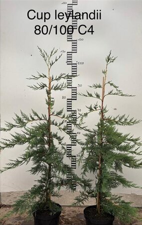 Cupressocyparis leylandii 80-100 cm cont. 4,0L