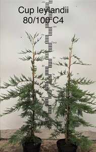 Cupressocyparis leylandii 80-100 cm cont. 4,0L