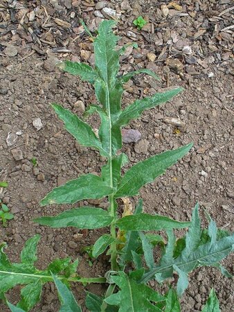 Cynara cardunculus geen maat specificatie 0,55L/P9cm - afbeelding 1