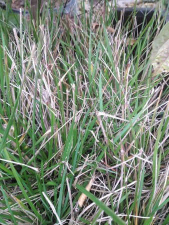 Deschampsia cesp. 'Bronzeschleier' geen maat specificatie 0,55L/P9cm - afbeelding 1