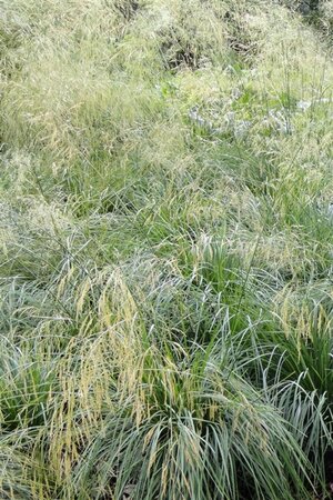 Deschampsia cesp. 'Bronzeschleier' geen maat specificatie 0,55L/P9cm - afbeelding 2