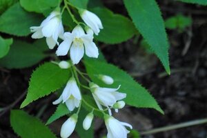 Deutzia gracilis 'Nikko' 25-30 cm cont. 3,0L - afbeelding 1