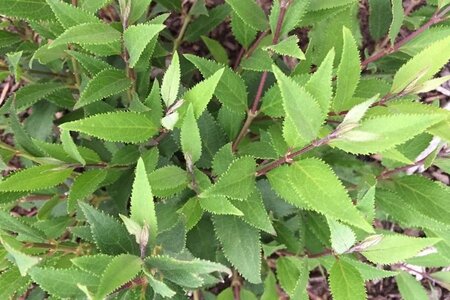 Deutzia gracilis 'Nikko' 25-30 cm cont. 3,0L - afbeelding 3