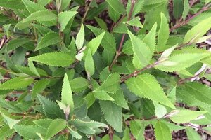 Deutzia gracilis 'Nikko' 25-30 cm cont. 3,0L - afbeelding 3