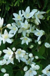 Deutzia gracilis 'Nikko' 25-30 cm cont. 3,0L - afbeelding 4
