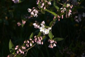 Deutzia gracilis 30-40 cm cont. 2,0L - afbeelding 4