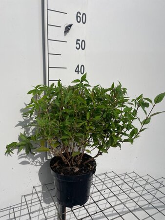 Deutzia gracilis 30-40 cm cont. 3,0L - afbeelding 10