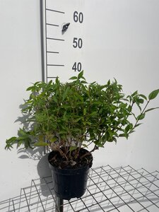 Deutzia gracilis 30-40 cm cont. 3,0L - afbeelding 10