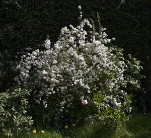 Deutzia gracilis 30-40 cm cont. 3,0L - afbeelding 4