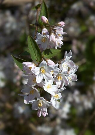Deutzia gracilis 30-40 cm cont. 3,0L - afbeelding 6