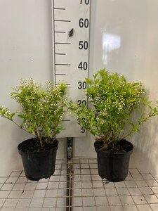 Deutzia gracilis 30-40 cm cont. 3,0L - afbeelding 9