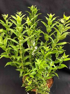 Deutzia gracilis 30-40 cm cont. 3,0L - afbeelding 8