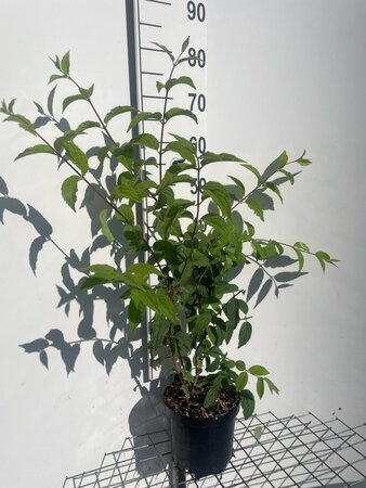 Deutzia hybrida 'Mont Rose' 60-80 cm cont. 3,0L - afbeelding 4