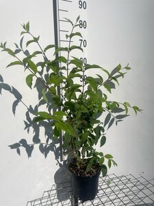 Deutzia hybrida 'Mont Rose' 60-80 cm cont. 3,0L - afbeelding 4