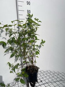 Deutzia hybrida 'Mont Rose' 60-80 cm cont. 3,0L - afbeelding 6