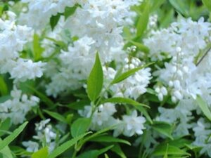Deutzia lemoinei 60-80 cm cont. 3,0L - afbeelding 1