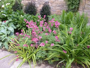 Dicentra formosa geen maat specificatie 0,55L/P9cm - afbeelding 1