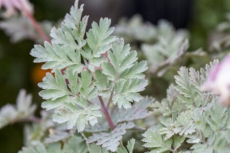 Dicentra formosa geen maat specificatie 0,55L/P9cm - afbeelding 3