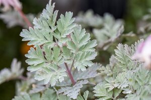 Dicentra formosa geen maat specificatie 0,55L/P9cm - afbeelding 3