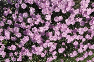 Dianthus grat. 'Pink Jewel' geen maat specificatie 0,55L/P9cm - afbeelding 1