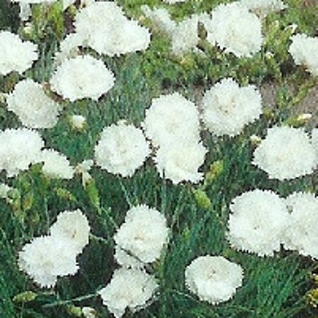 Dianthus (PL) 'Haytor White' geen maat specificatie 0,55L/P9cm