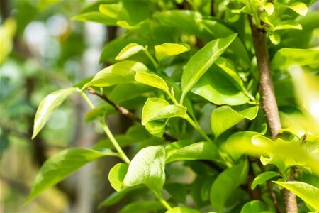 Diospyros kaki 'Vaniglia' halfstam cont. 15L