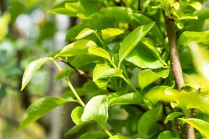 Diospyros kaki 'Vaniglia' halfstam cont. 15L