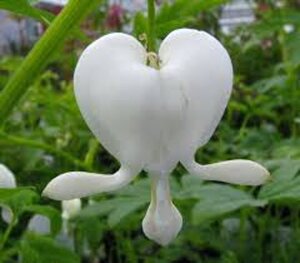 Dicentra spectabilis 'Alba' WIT geen maat specificatie 0,55L/P9cm - afbeelding 3