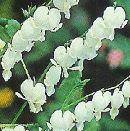 Dicentra spectabilis 'Alba' WIT geen maat specificatie 0,55L/P9cm - afbeelding 4
