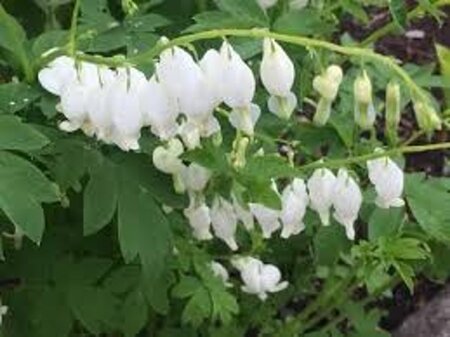 Dicentra spectabilis 'Alba' WIT geen maat specificatie 0,55L/P9cm - afbeelding 6