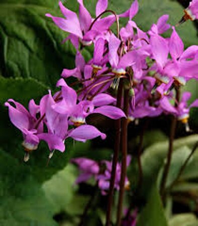 Dodecatheon jeffreyi geen maat specificatie 0,55L/P9cm - afbeelding 2