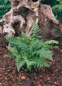 Dryopteris affinis geen maat specificatie 0,55L/P9cm - afbeelding 4
