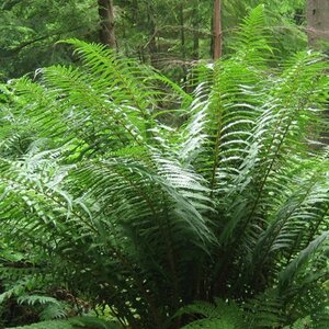 Dryopteris affinis geen maat specificatie 0,55L/P9cm - afbeelding 5