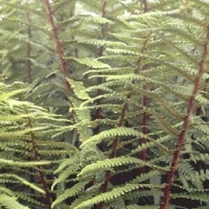 Dryopteris affinis geen maat specificatie 0,55L/P9cm - afbeelding 6
