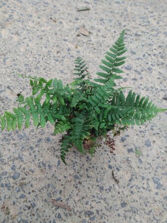 Dryopteris affinis geen maat specificatie 0,55L/P9cm - afbeelding 3