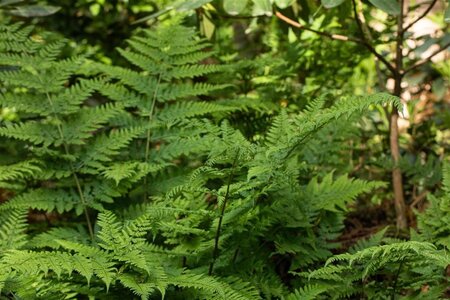 Dryopteris dilatata geen maat specificatie 0,55L/P9cm - afbeelding 1