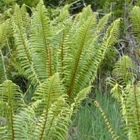 Dryopteris wallichiana geen maat specificatie 0,55L/P9cm - afbeelding 2