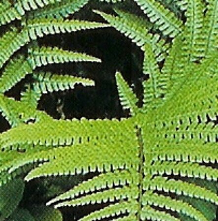 Dryopteris wallichiana geen maat specificatie 0,55L/P9cm - afbeelding 3