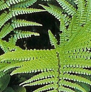 Dryopteris wallichiana geen maat specificatie 0,55L/P9cm - afbeelding 3