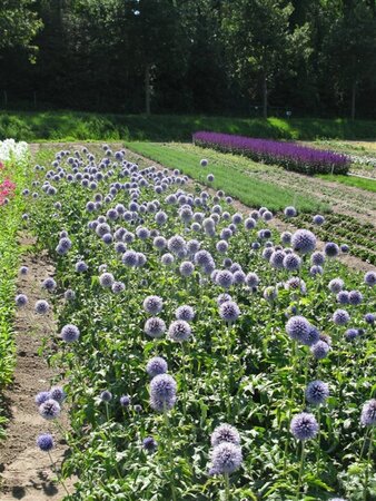 Echinops bannaticus 'Taplow Blue' geen maat specificatie 0,55L/P9cm - afbeelding 3