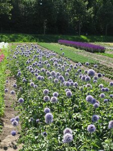 Echinops bannaticus 'Taplow Blue' geen maat specificatie 0,55L/P9cm - afbeelding 3