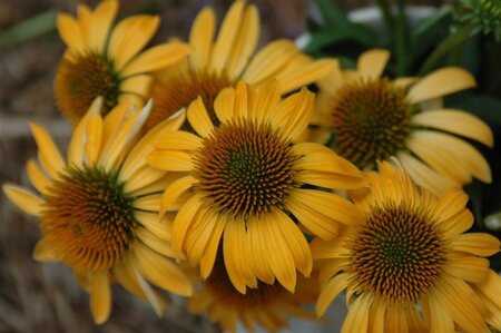 Echinacea 'Harvest Moon' geen maat specificatie 0,55L/P9cm - afbeelding 2