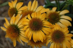 Echinacea 'Harvest Moon' geen maat specificatie 0,55L/P9cm - afbeelding 2
