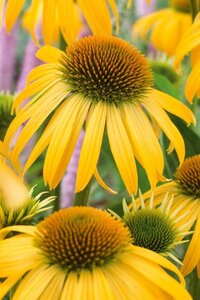 Echinacea 'Harvest Moon' geen maat specificatie 0,55L/P9cm - afbeelding 3